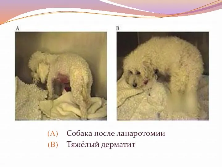 Собака после лапаротомии Тяжёлый дерматит