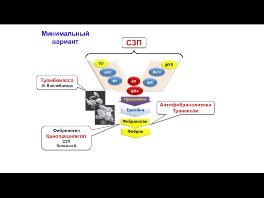Фибриноген Криопреципитат СЗП Витамин К Тромбомасса Ф. Виллебранда СЗП Антифибринолитики Транексам Минимальный вариант