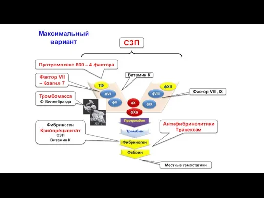 Фактор VII – Коагил 7 Фибриноген Криопреципитат СЗП Витамин К