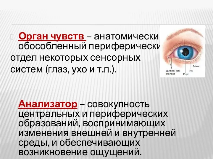 Орган чувств – анатомически обособленный периферический отдел некоторых сенсорных систем