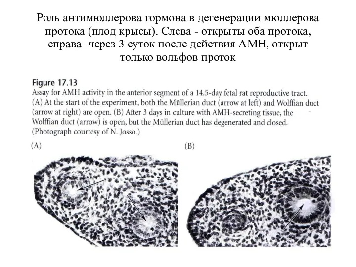 Роль антимюллерова гормона в дегенерации мюллерова протока (плод крысы). Слева