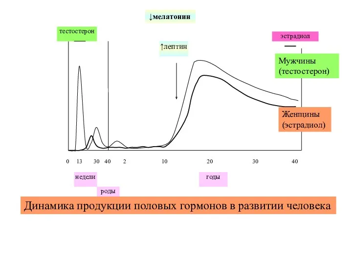 Динамика продукции половых гормонов в развитии человека Мужчины (тестостерон) Женщины (эстрадиол) ↓мелатонин