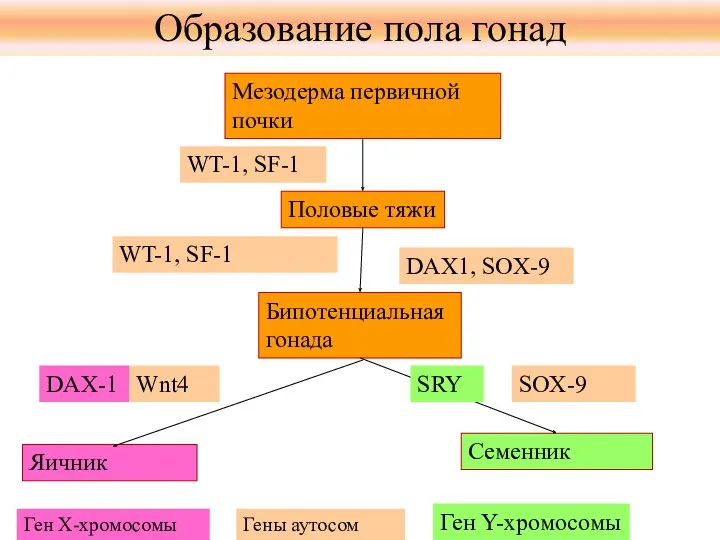 Мезодерма первичной почки Половые тяжи Бипотенциальная гонада Яичник Семенник WT-1,