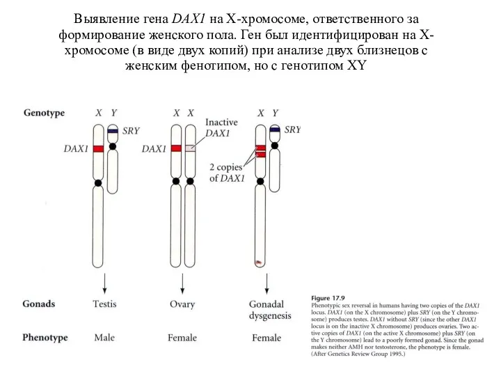 Выявление гена DAX1 на X-хромосоме, ответственного за формирование женского пола.