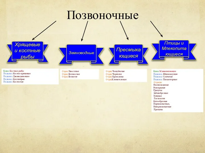 Позвоночные Хрящевые и костные рыбы Земноводные Пресмыкающиеся Птицы и Млекопитающиеся