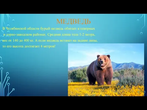 МЕДВЕДЬ В Челябинской области бурый медведь обитает в северных и
