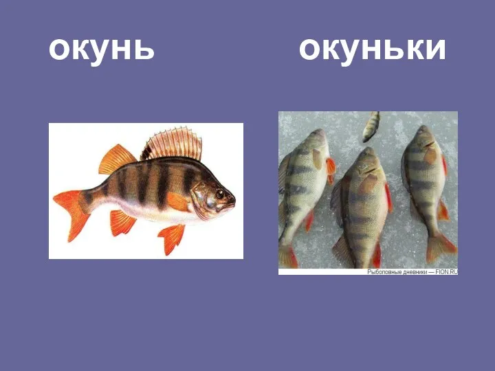 окунь окуньки