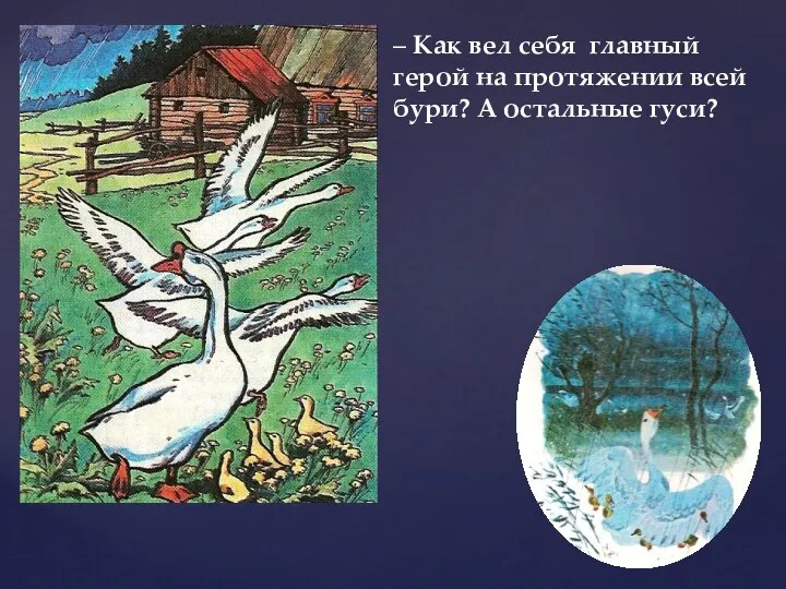 – Как вел себя главный герой на протяжении всей бури? А остальные гуси?