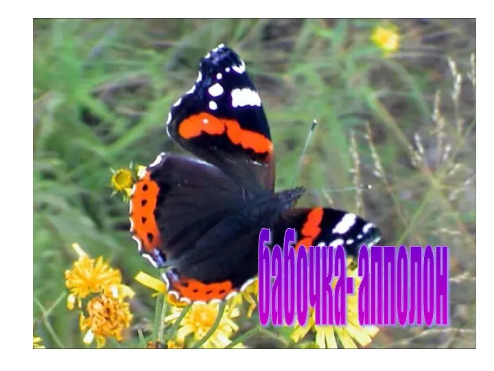 бабочка- апполон