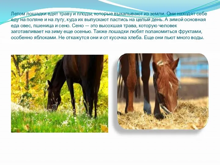 Летом лошадки едят траву и плоды, которые выкапывают из земли.