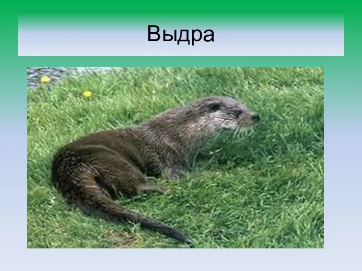 Выдра