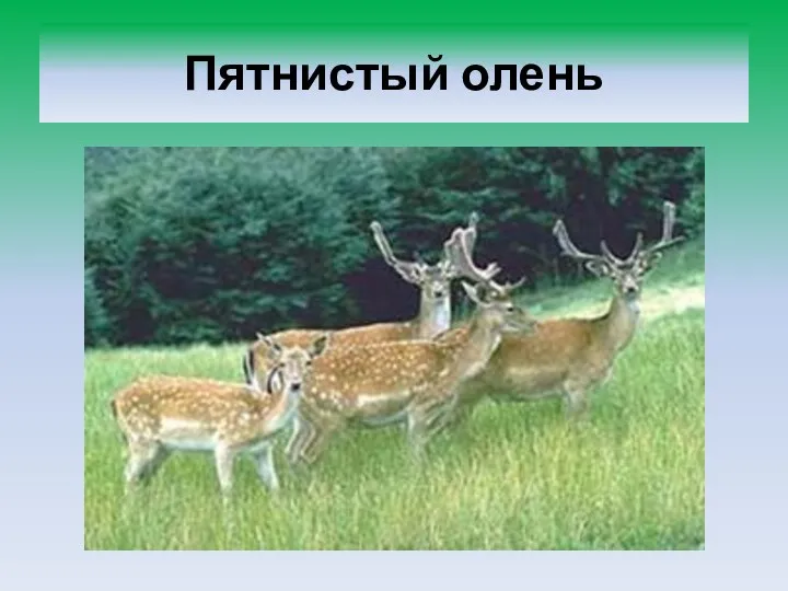 Пятнистый олень