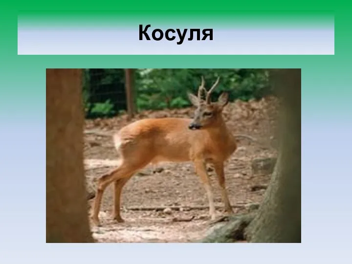 Косуля