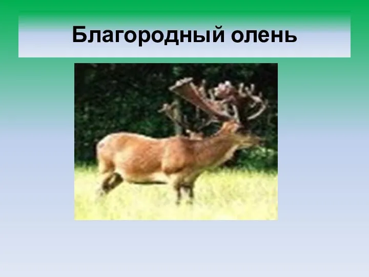 Благородный олень