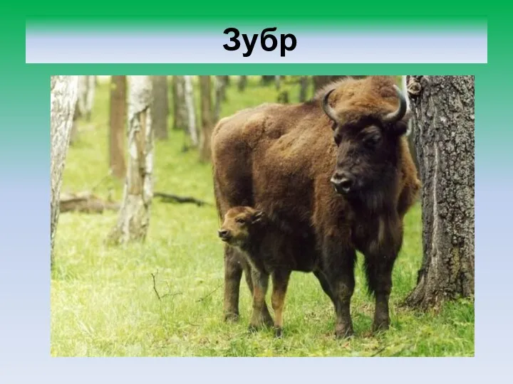 Зубр