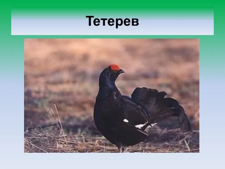 Тетерев