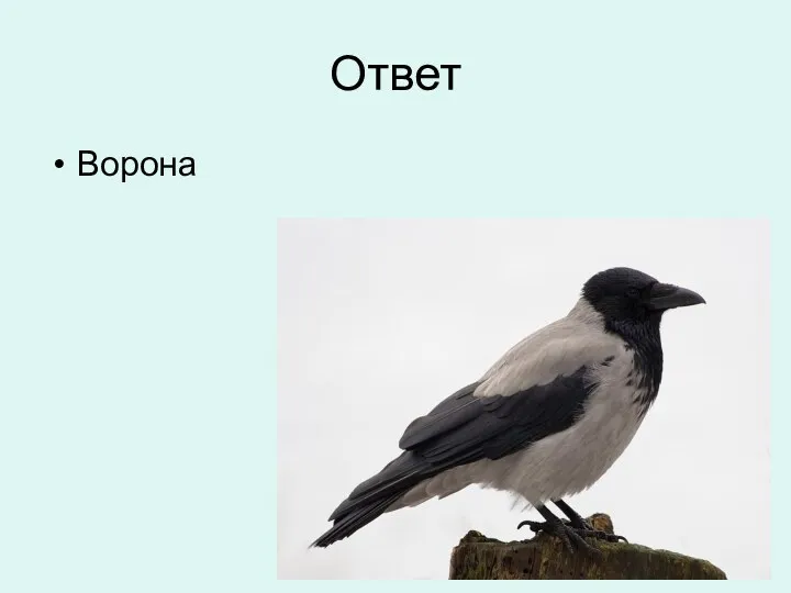 Ответ Ворона