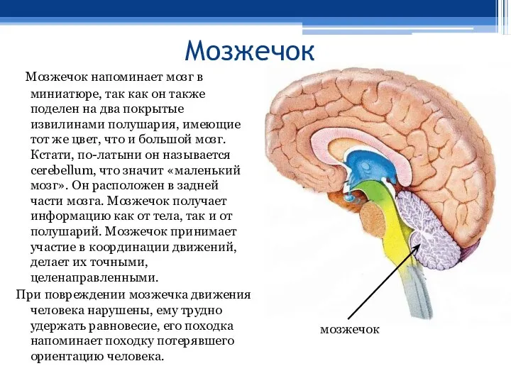 Мозжечок Мозжечок напоминает мозг в миниатюре, так как он также