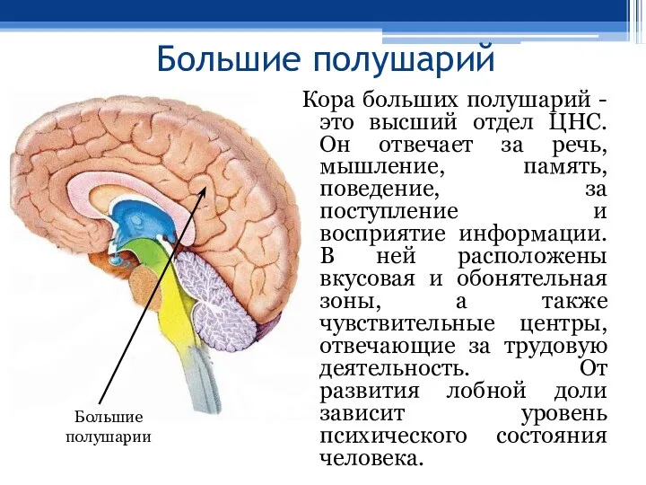 Большие полушарий Кора больших полушарий - это высший отдел ЦНС.