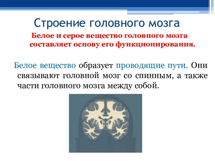 Строение головного мозга Белое и серое вещество головного мозга составляет