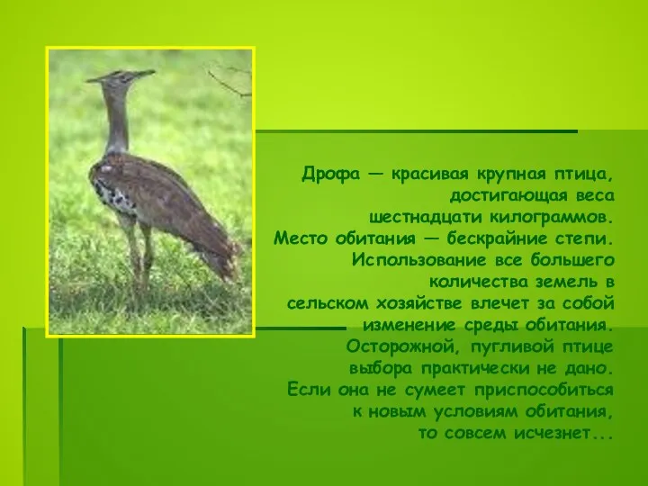 Дрофа — красивая крупная птица, достигающая веса шестнадцати килограммов. Место