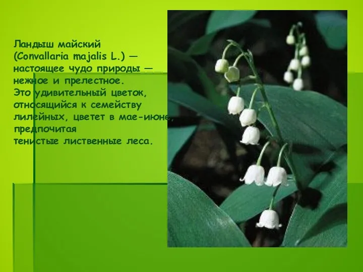 Ландыш майский (Convallaria majalis L.) — настоящее чудо природы —