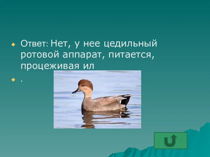 Ответ: Нет, у нее цедильный ротовой аппарат, питается, процеживая ил .