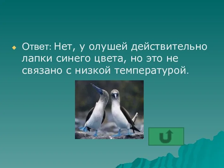 Ответ: Нет, у олушей действительно лапки синего цвета, но это не связано с низкой температурой.