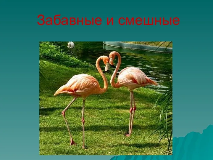 Забавные и смешные