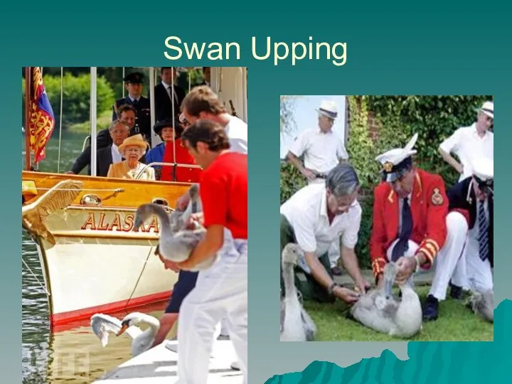 Swan Upping