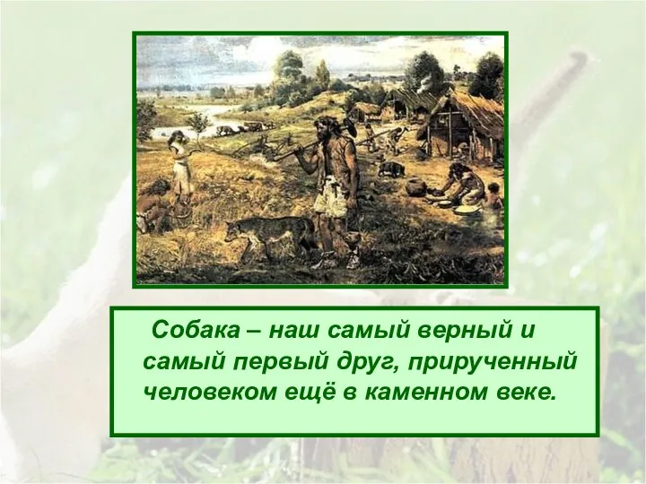 Собака – наш самый верный и самый первый друг, прирученный человеком ещё в каменном веке.