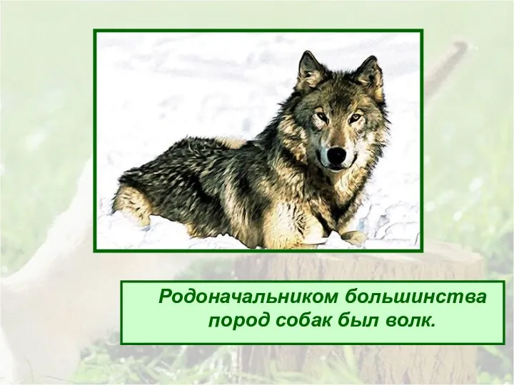 Родоначальником большинства пород собак был волк.