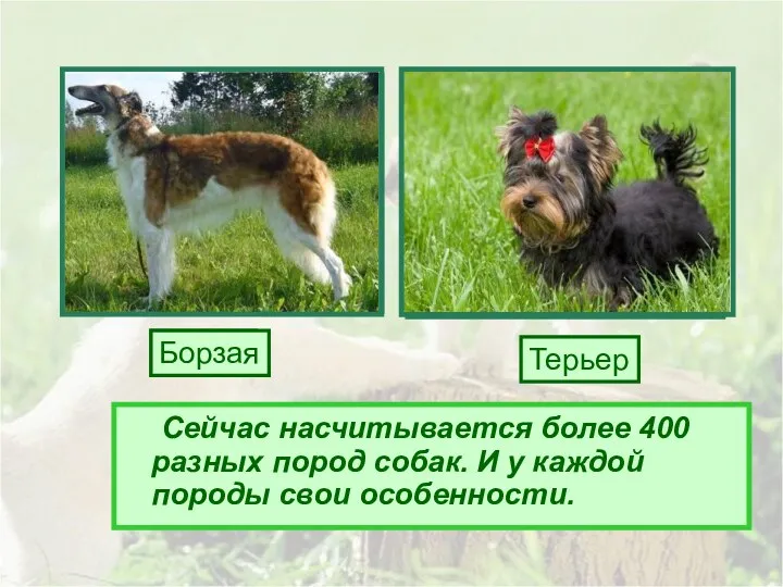 Сейчас насчитывается более 400 разных пород собак. И у каждой породы свои особенности. Лайка Борзая Терьер