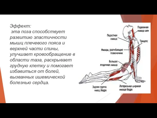 Эффект: эта поза способствует развитию эластичности мышц плечевого пояса и