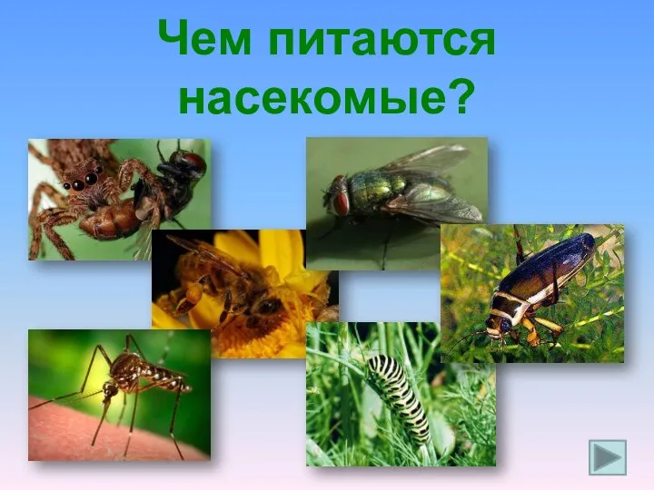 Чем питаются насекомые?