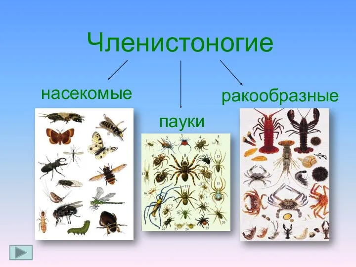 Членистоногие насекомые пауки ракообразные