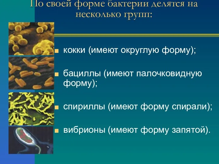 По своей форме бактерии делятся на несколько групп: кокки (имеют