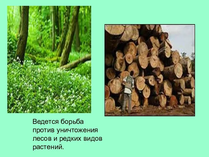 Ведется борьба против уничтожения лесов и редких видов растений.