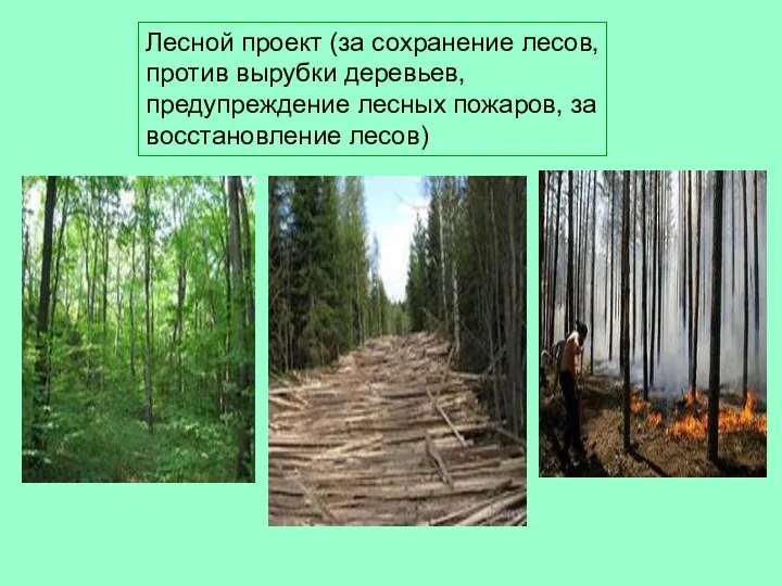 Лесной проект (за сохранение лесов, против вырубки деревьев, предупреждение лесных пожаров, за восстановление лесов)