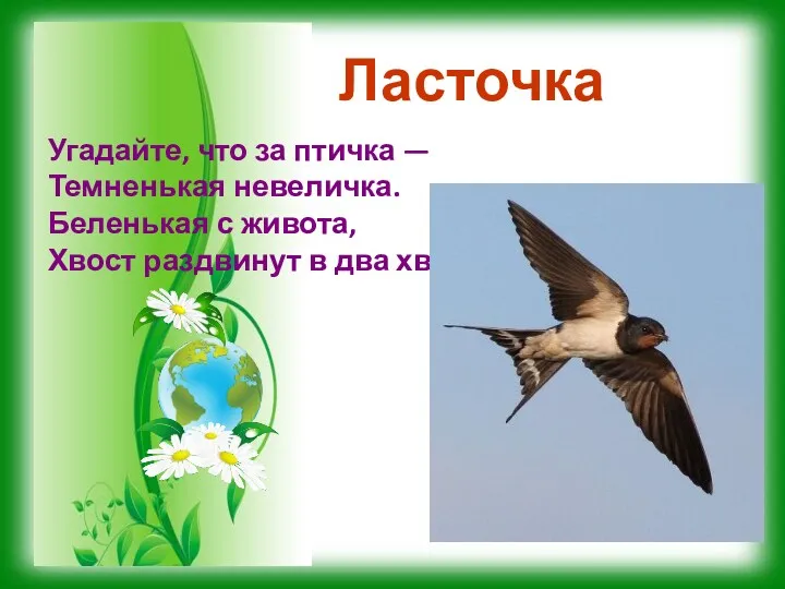 Угадайте, что за птичка — Темненькая невеличка. Беленькая с живота, Хвост раздвинут в два хвоста. Ласточка