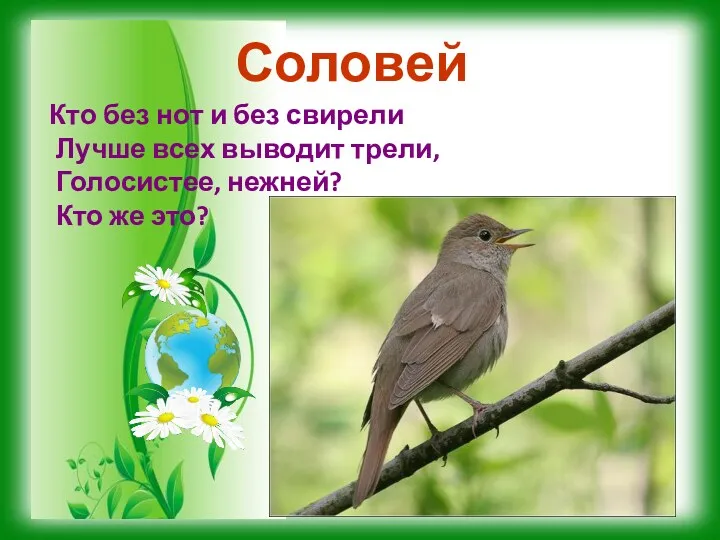 Соловей Кто без нот и без свирели Лучше всех выводит трели, Голосистее, нежней? Кто же это?