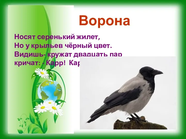 Ворона Носят серенький жилет, Но у крыльев чёрный цвет. Видишь-