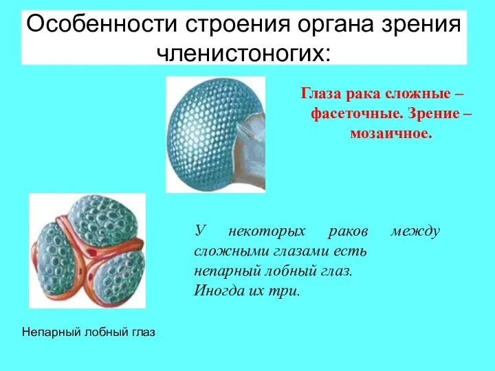 Особенности строения органа зрения членистоногих: Глаза рака сложные – фасеточные. Зрение – мозаичное.