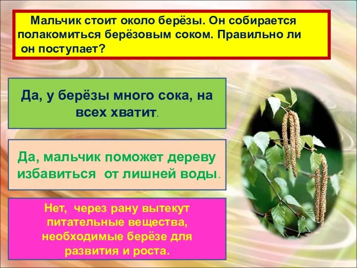 Мальчик стоит около берёзы. Он собирается полакомиться берёзовым соком. Правильно ли он поступает?