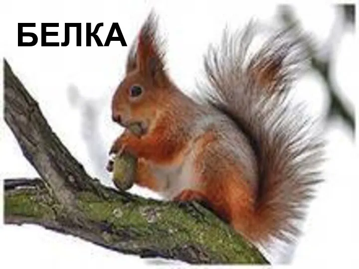 белка