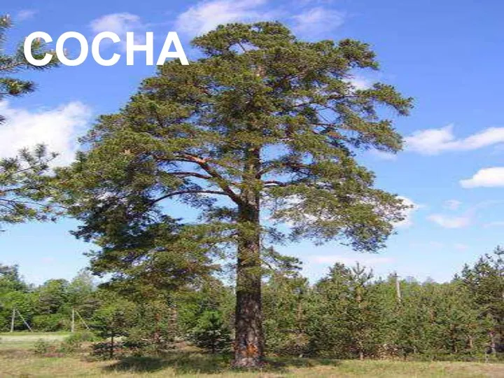 сосна