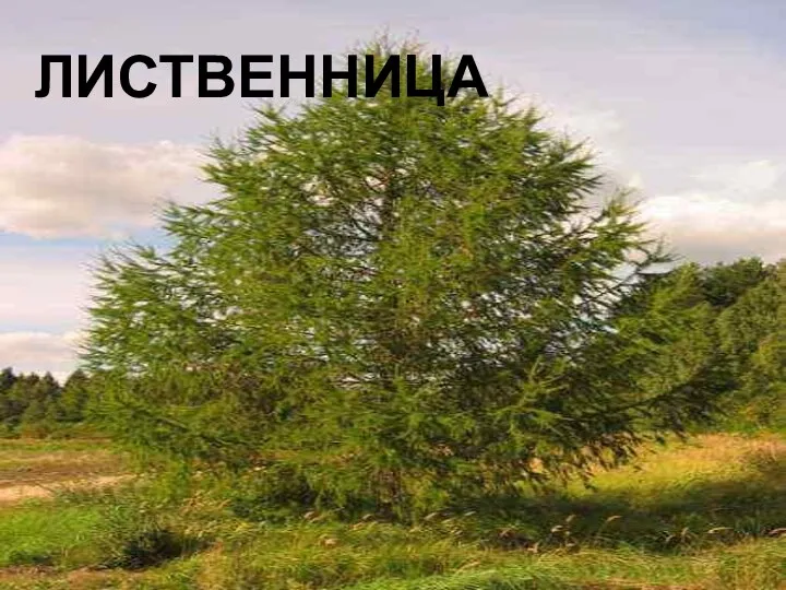 лиственница