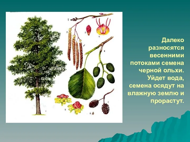 Далеко разносятся весенними потоками семена черной ольхи. Уйдет вода, семена осядут на влажную землю и прорастут.