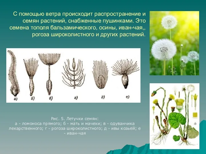 С помощью ветра происходит распространение и семян растений, снабженные пушинками.