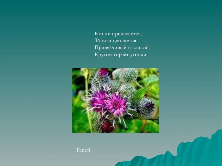 Кто ни прикасается, – За того цепляется. Привязчивый и колкий, Кругом торчат уголки. Репей